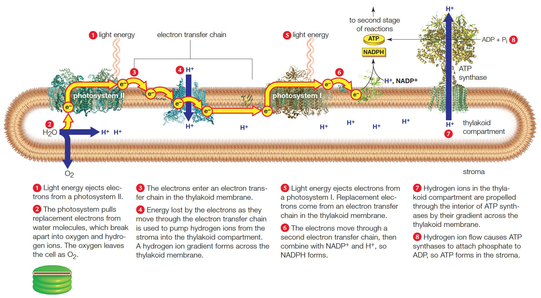 Noncyclic Pathway of Photosynthesis