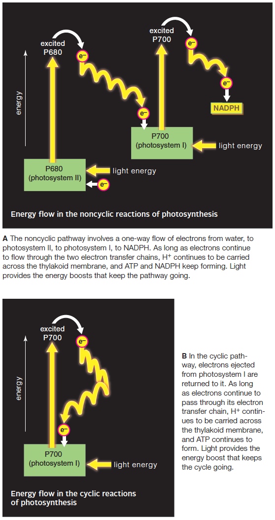 Energy flow in the light-dependent reactions of photosynthesis