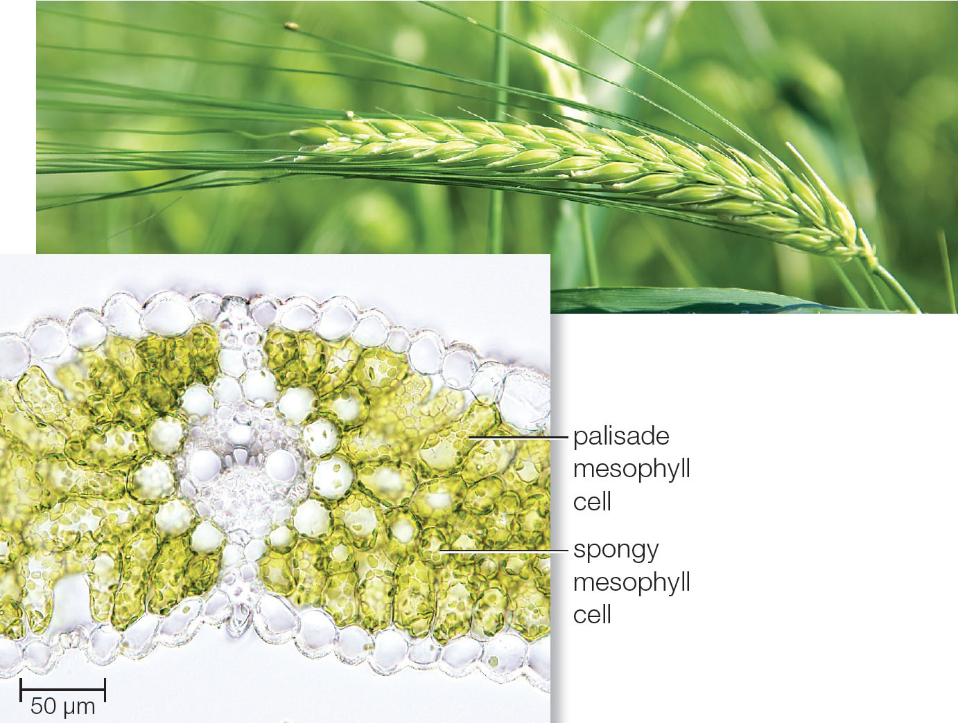 A C3 Plant: Barley