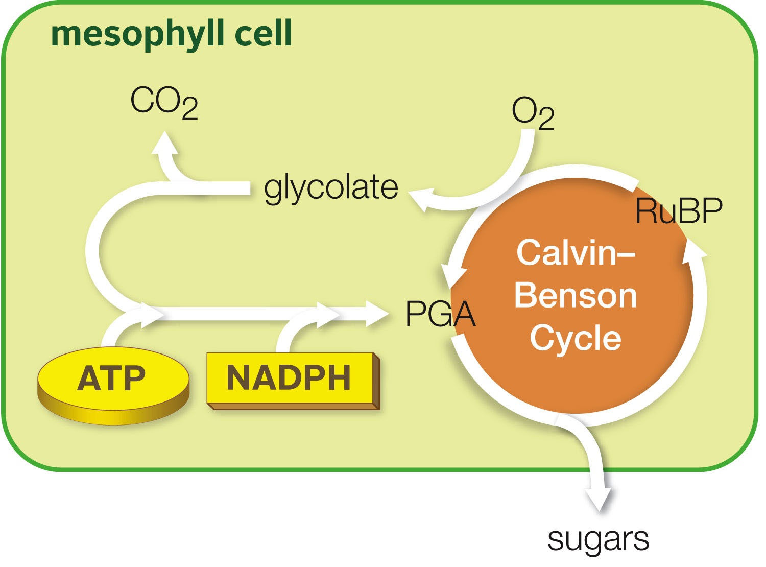 Light-independent reactions in C3 plants.