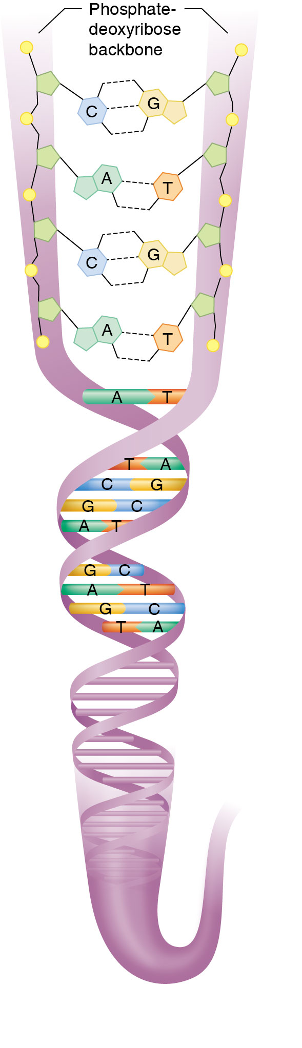 DNA base pairing