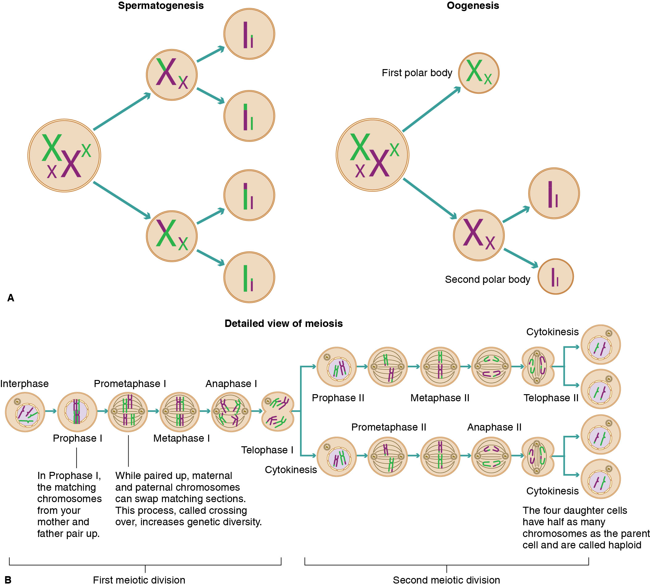 Meiosis is used to make sperm and egg cells. A shows a simplified version and B shows a detailed ver