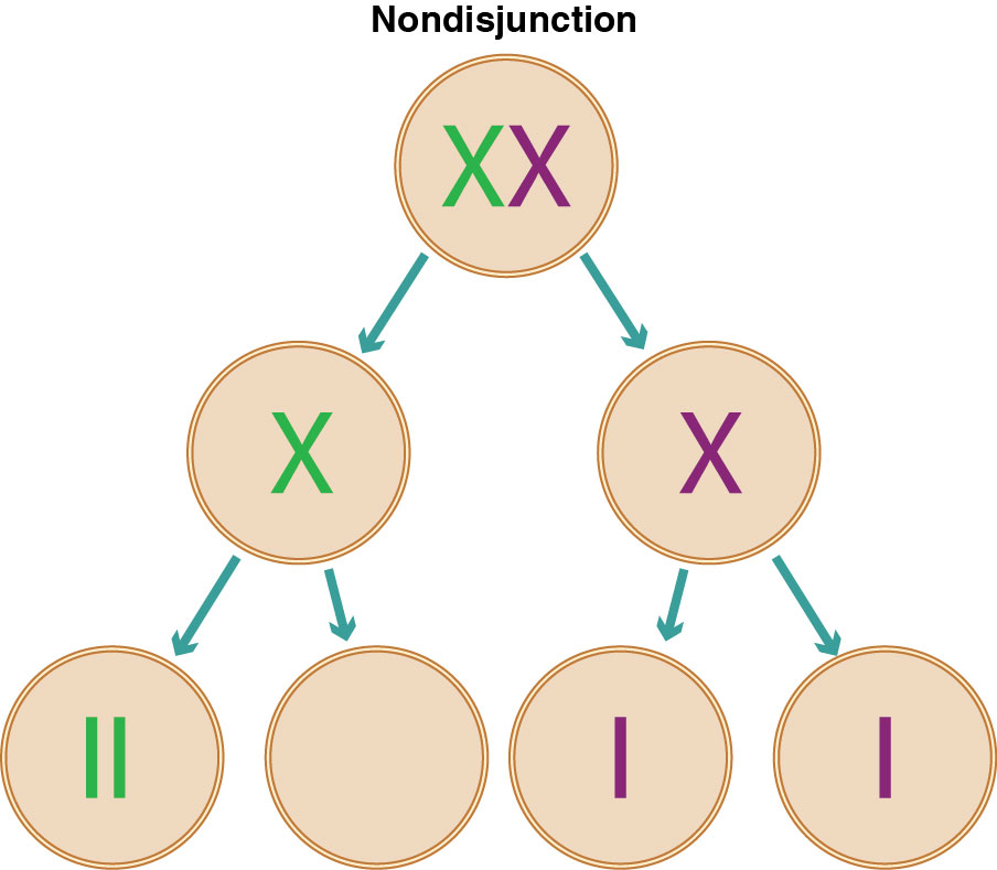 If nondisjunction (the improper separation of chromosomes) occurs during meiosis, the eggs or sperm 