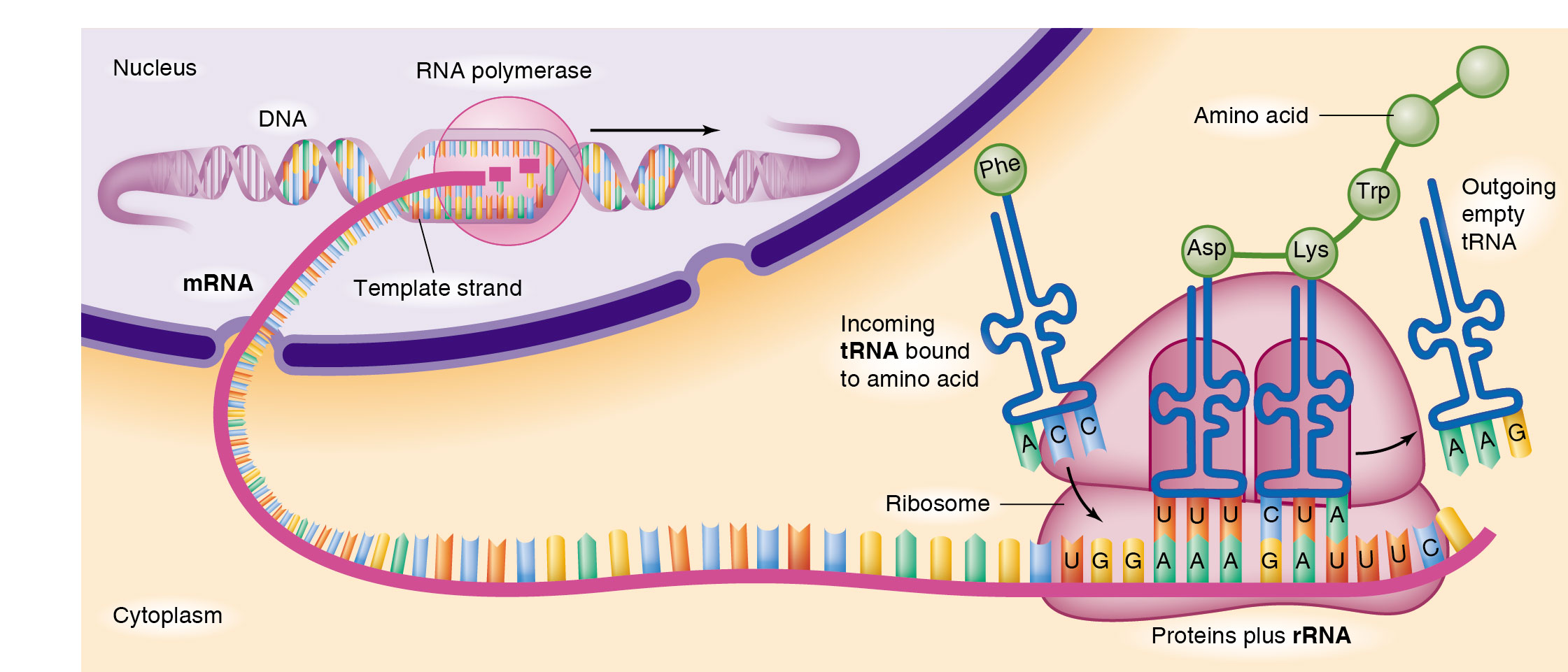 Transcription of messenger RNA (mRNA)