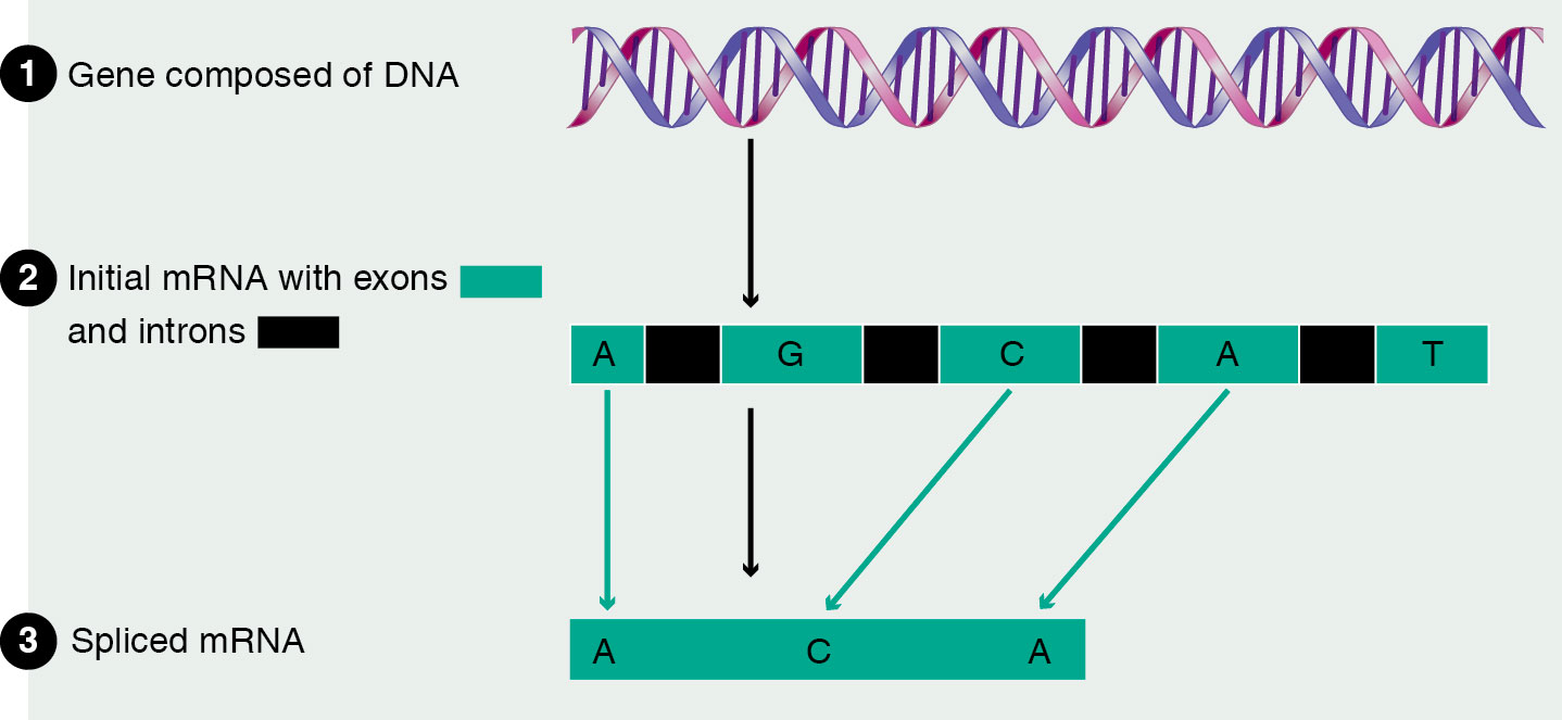 Splicing of mRNA