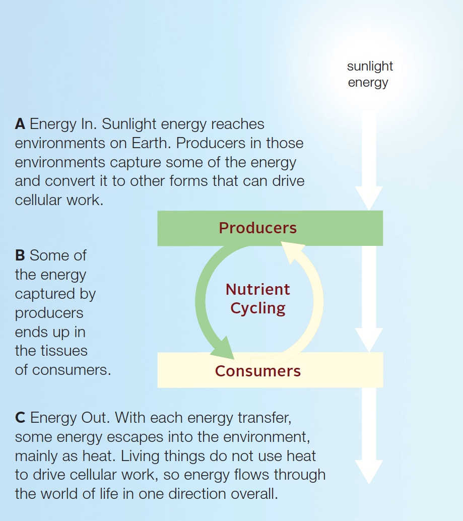 Energy flows from the environment into living organisms, then back to the environment