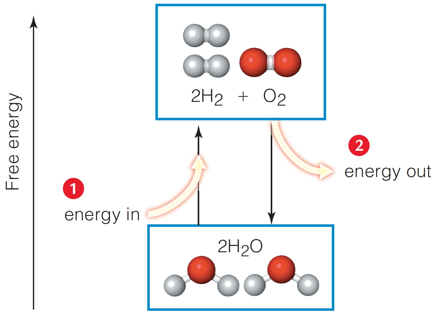 Endergonic and Exergonic Reactions