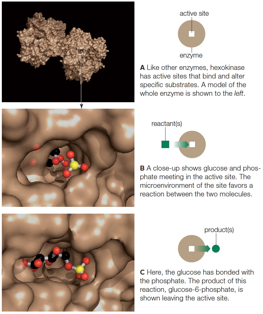 Active Site of an Enzyme