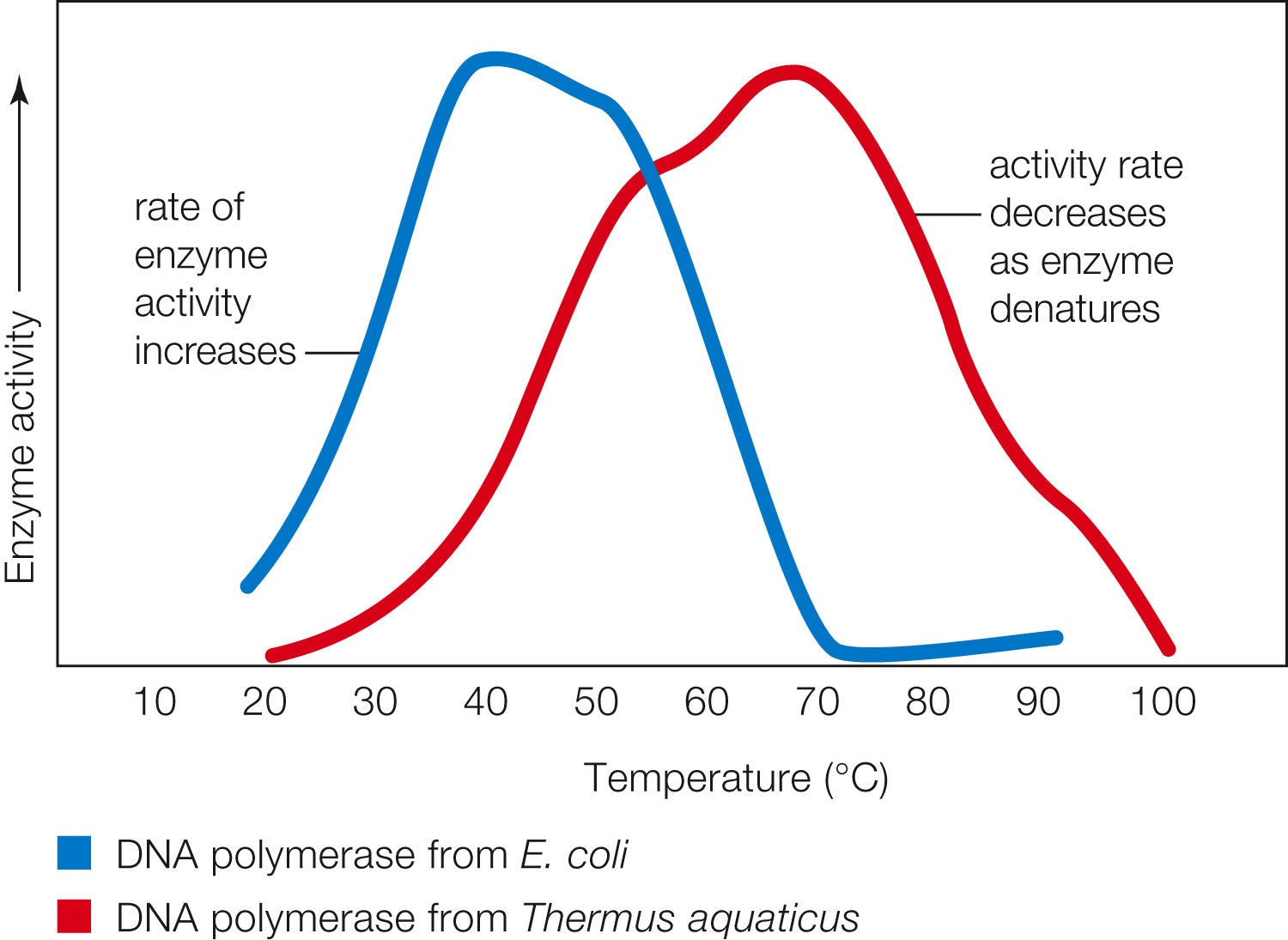 Enzyme activity varies with temperature