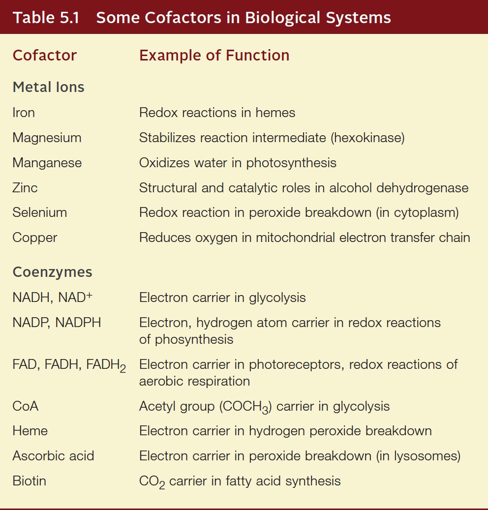 Some Cofactors in Biological Systems