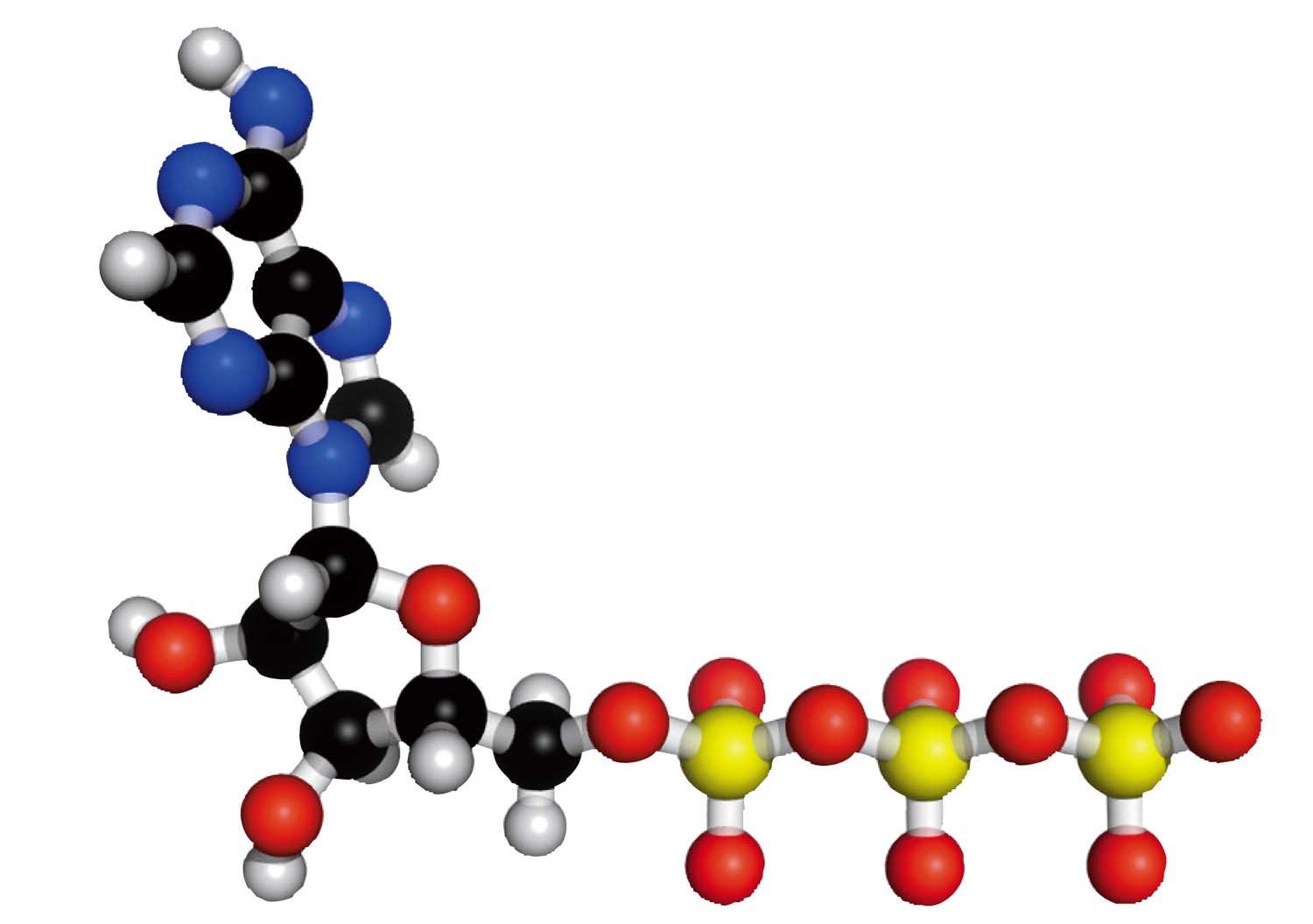 Structure of ATP