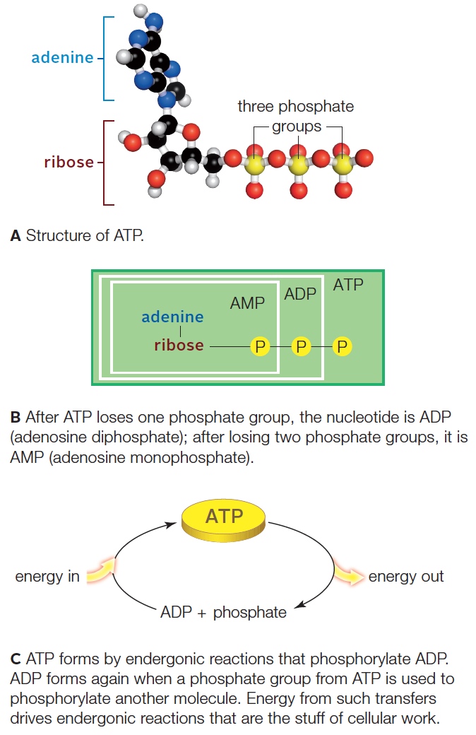 ATP, an important energy currency in cells