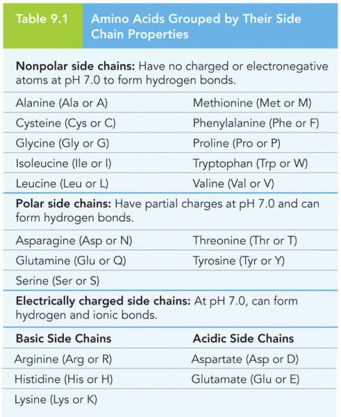 Amino Acids Grouped by Their Side Chain Properties
