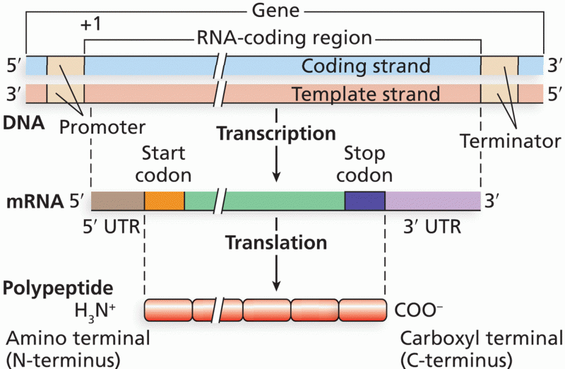 Alignment of DNA, mRNA, and polypeptide