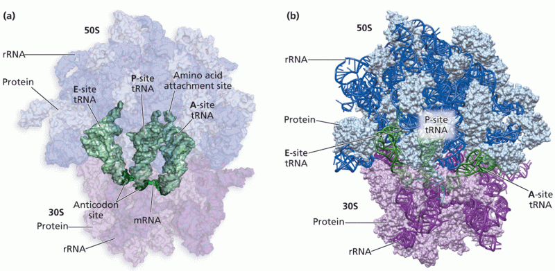 Ribosome structure and tRNA-binding sites interpreted from cryo-EM–generated data