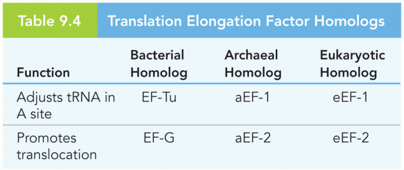 Translation Elongation Factor Homologs