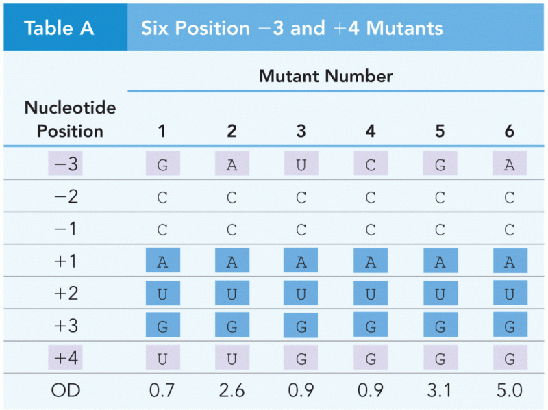 Six Position -3 and +4 Mutants