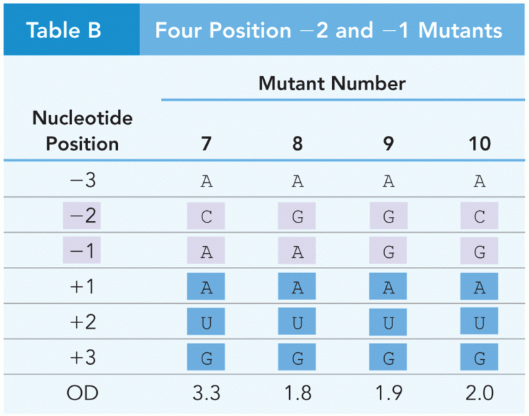 Four Position -2 and -1 Mutants