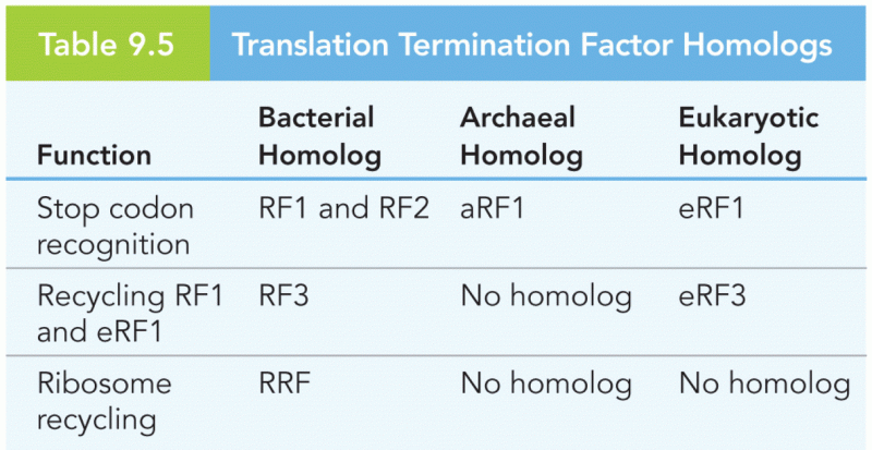 Translation Termination Factor Homologs