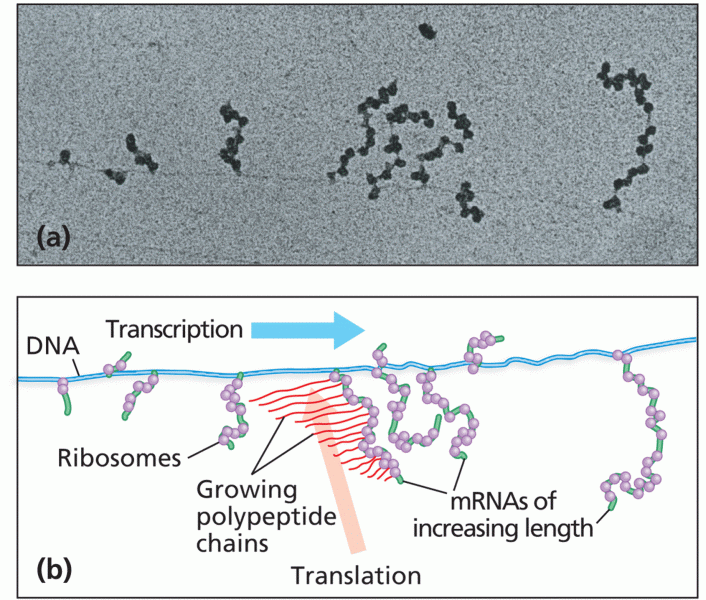 Polyribosomes in bacteria