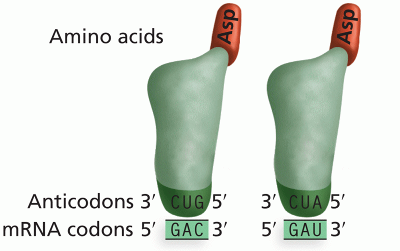 Complementary base pairing of codons and anticodons