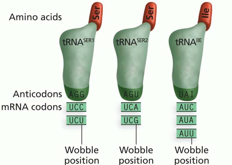 Third-base wobble