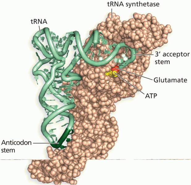 Interaction of aminoacyl-tRNA synthetase with tRNA