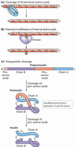 Examples of posttranslational processing 