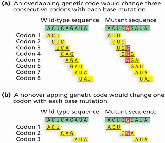 Predictions for the results of mutation of an overlapping and a nonoverlapping genetic code