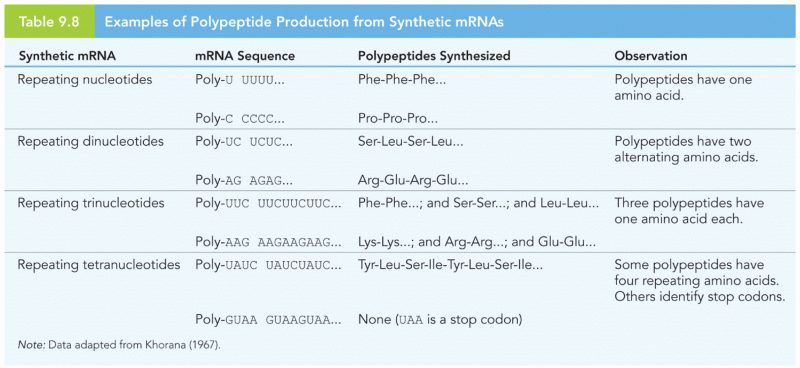 Examples of Polypeptide Production from Synthetic mRNAs