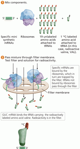 Deciphering the genetic code with synthetic mini- mRNAs