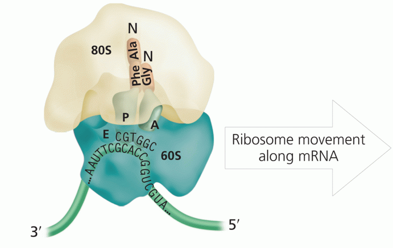 Ribosome movement along mRNA