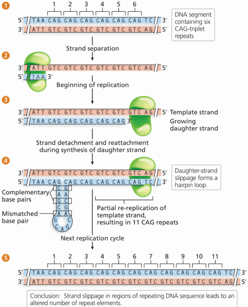 Strand slippage during DNA replication