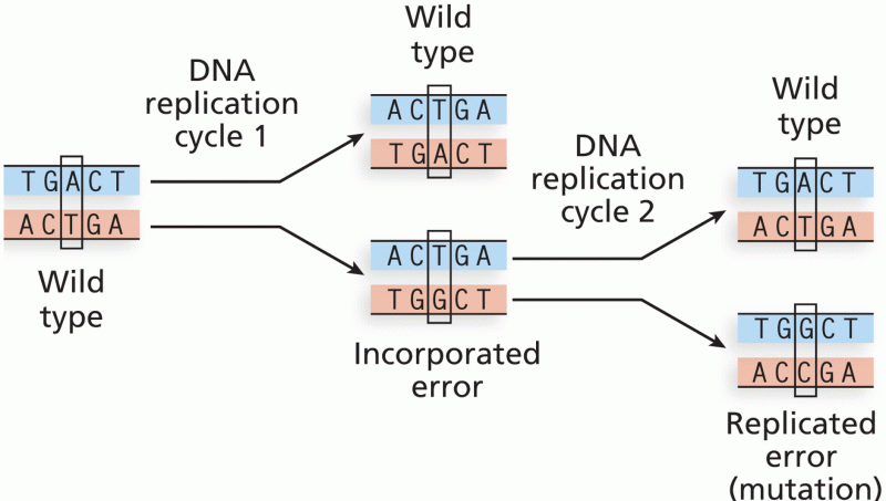 Incorporated errors and mutations
