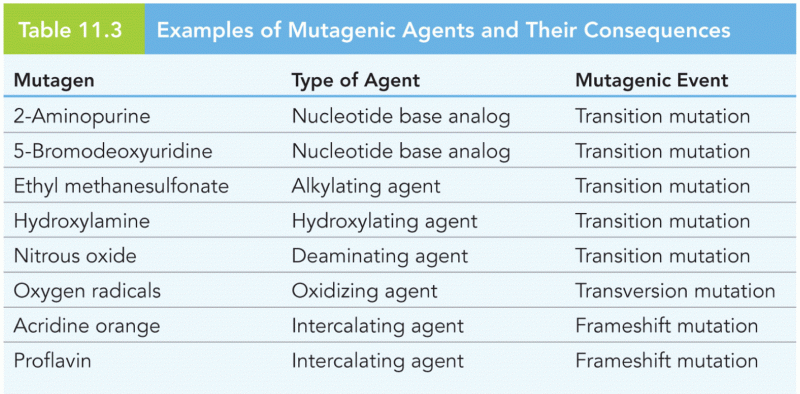 Examples of Mutagenic Agents and Their Consequences