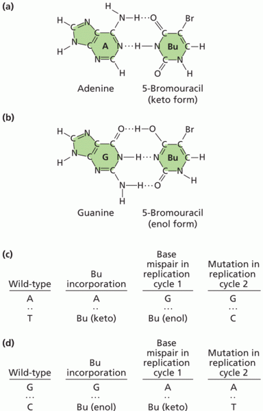 Mutation by incorporation of the nucleotide base analog 5-bromouridine (BU) 