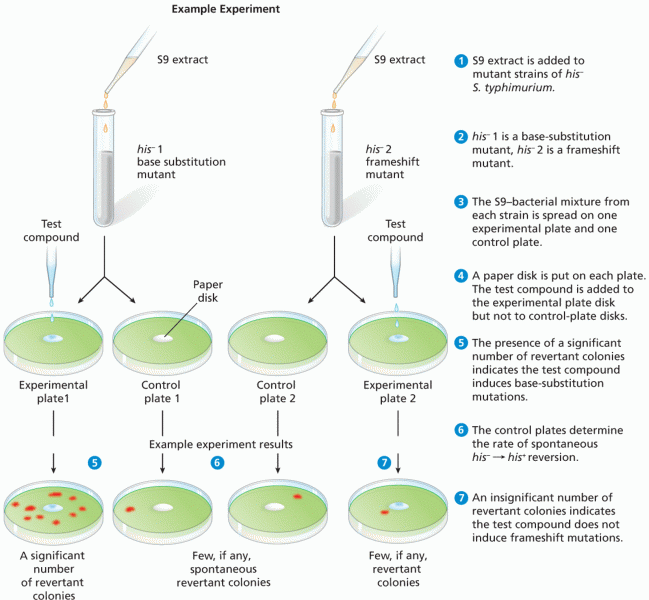 The Ames test for potential mutagenicity of chemical compounds