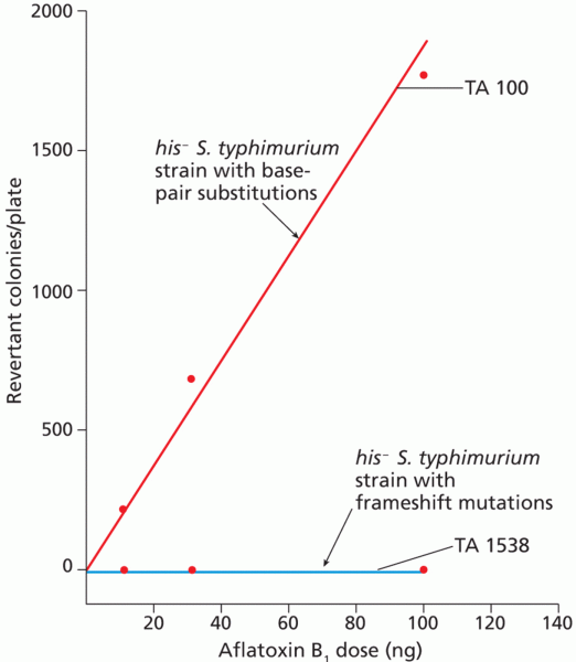 Mutagenicity of aflatoxin B1 determined by the Ames test