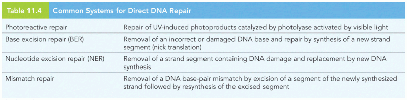 Common Systems for Direct DNA Repair