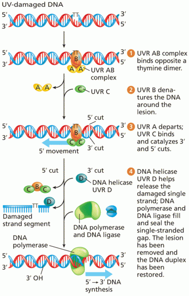 An example of nucleotide excision repair. UVR proteins remove UV-induced damage from DNA strands