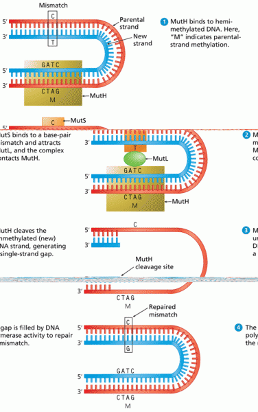 DNA mismatch repair by MutS and MutH in E. coli