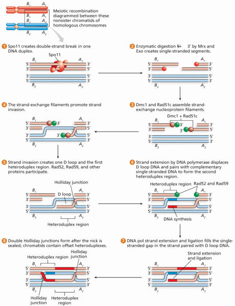 Molecular model of homologous recombination in meiosis