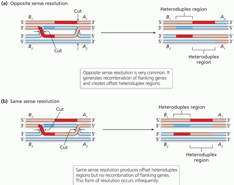 Resolution of the double Holliday junctions of homologous chromosomes