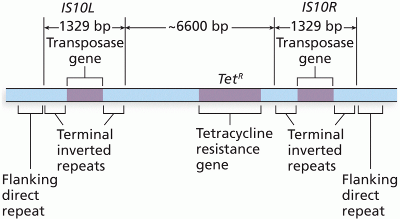 Structure of a composite transposon, Tn10
