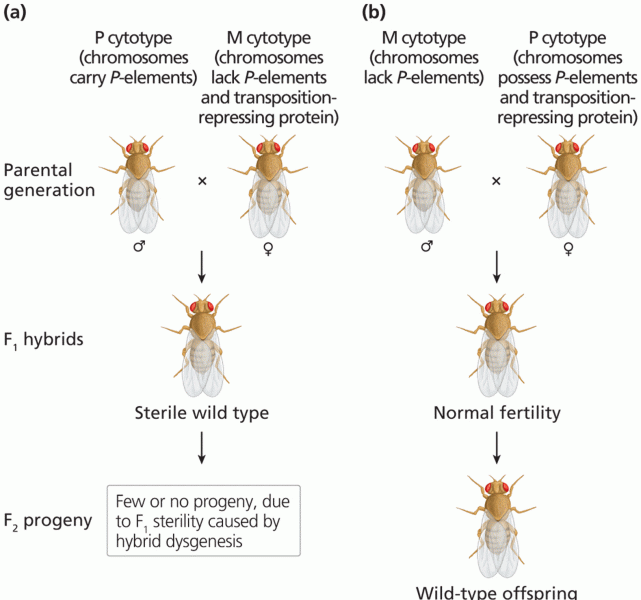 Hybrid dysgenesis in Drosophila