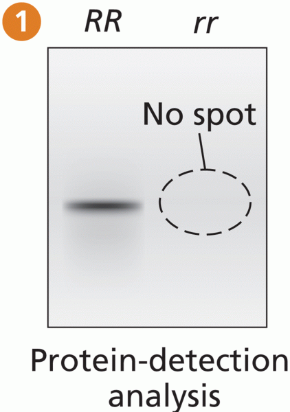 Mendel’s Peas Are Shaped by Transposition 