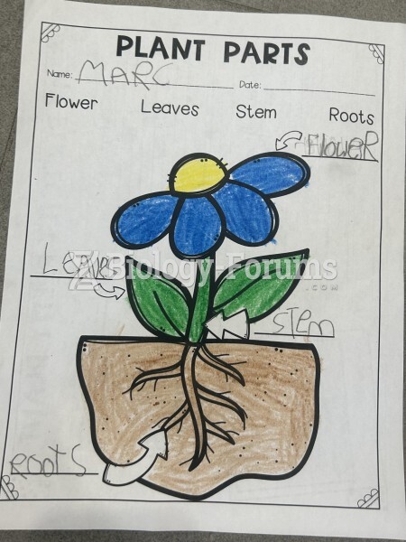 Learning plant parts kindergarten