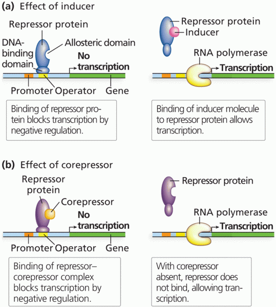 Mechanisms of negative control of transcription 