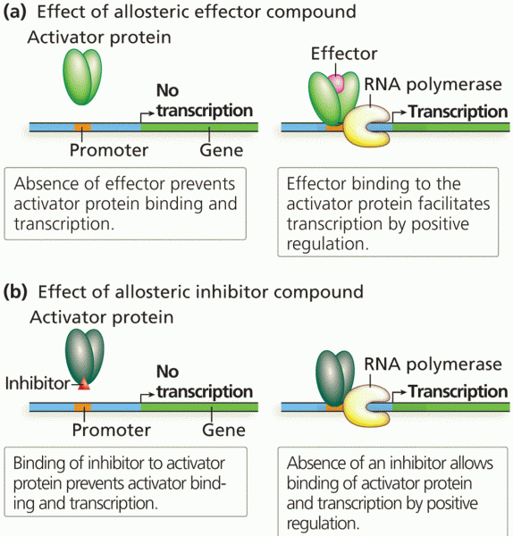 Mechanisms of positive control of transcription 
