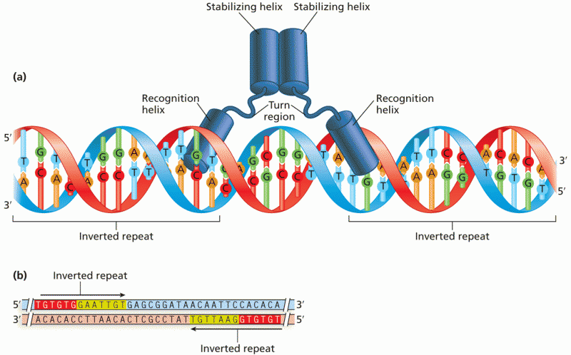 The helix-turn-helix regulatory protein motif